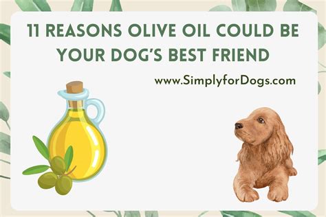 Dogs Olive Oil Using Tips Benefits And More Simply For Dogs
