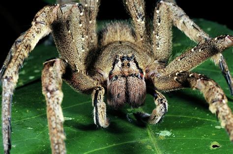 We did not find results for: Brazilian Wandering Spider Photograph by Sinclair Stammers ...
