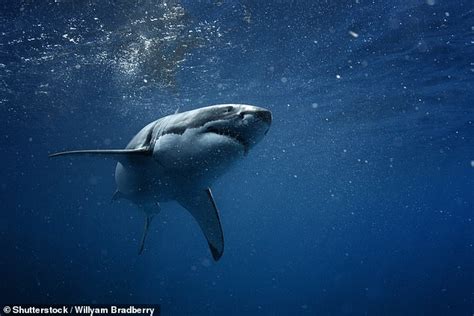 Why Do Sharks Bite Humans Macquarie University Study Shows Its Due To