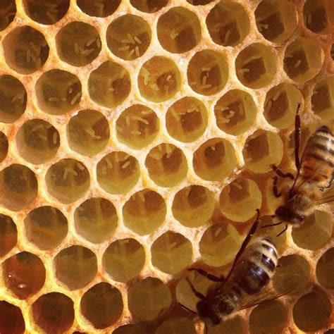 Drone Laying Workers Multiple Eggs In Cells Bee Keeping Bee Bee