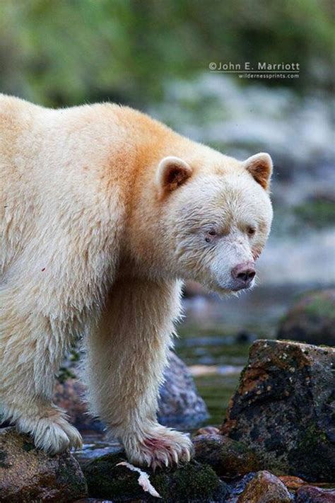 A White Bear Standing On Rocks In The Water