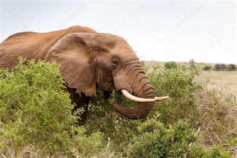 African Elephant Eating A Branch Stock Photo By ©charissalotter 127226156