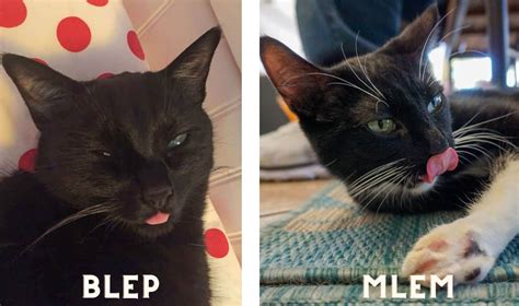 What Is The Difference Between Mlem And Blep In Cats Explore Cats