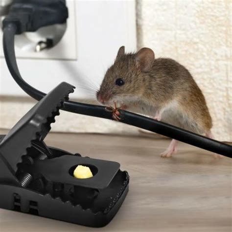 Large Powerful Rat Traps Kills Instantly