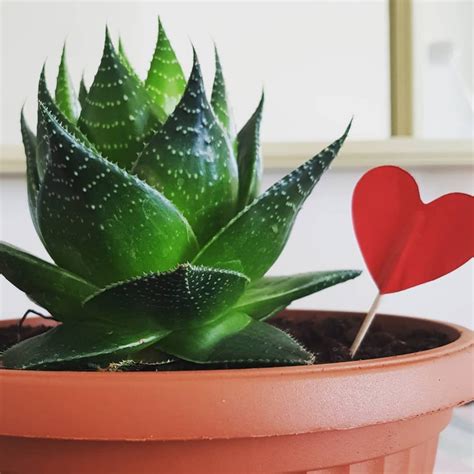 8 Most Popular Succulents From Africa