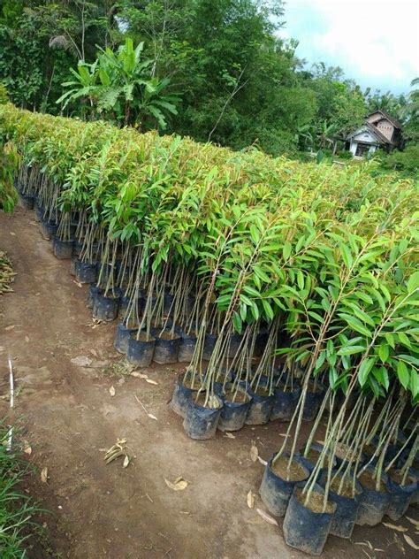 Jual bibit durian musang king | harga bibit durian. Bibit durian musang king | Buah, Musang