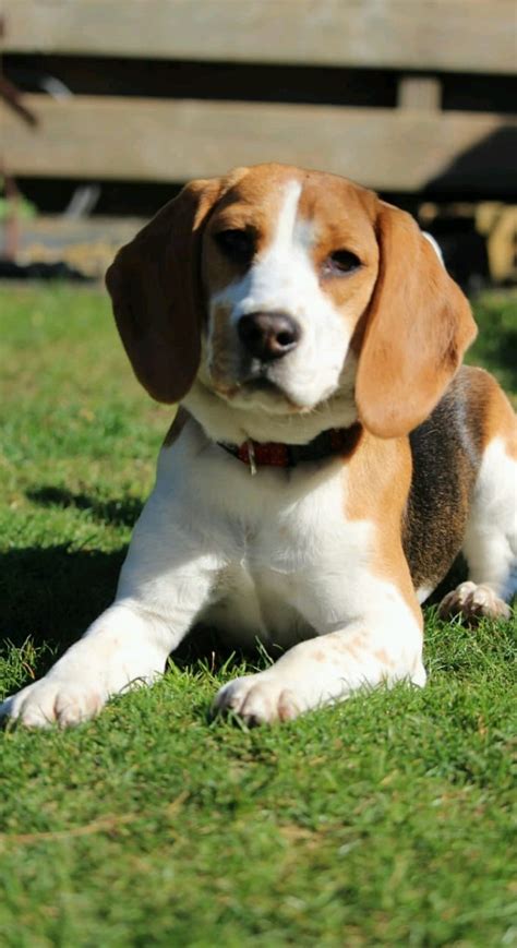 Beagle Dog Puppies Hd Phone Wallpaper Peakpx