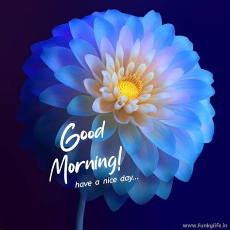 Good Morning Blue Flower Photo Good Morning Pictures
