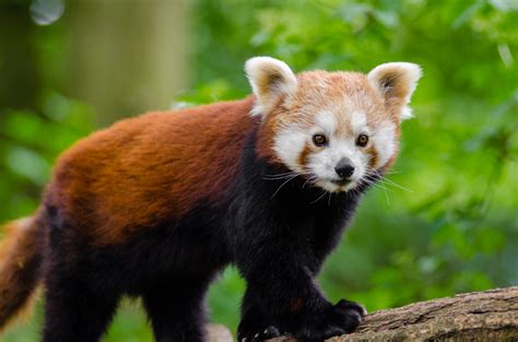 Free Images Bokeh Animal Wildlife Zoo Mammal Fauna Red Panda
