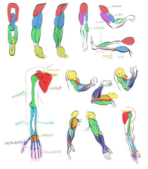 Human Muscle Anatomy Sketch