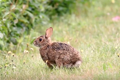 Meeting To Be Held To Save New England Cottontails In Maine