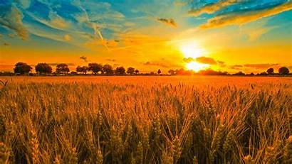 Sunset Field Wheat Desktop Wallpapers Nature Golden