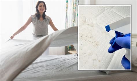 Mattress Cleaning How To Properly Clean Mattresses To ‘kill Off Any