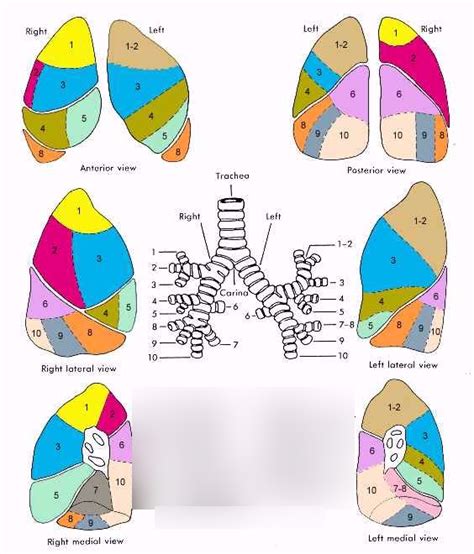 lung segments diagram quizlet