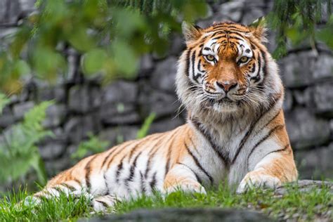 Tiger 4k Ultra Hd Wallpaper Background Image 4432x3056 Riset