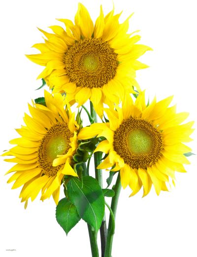 Download Sunflower Free Png Transparent Image And Clipart