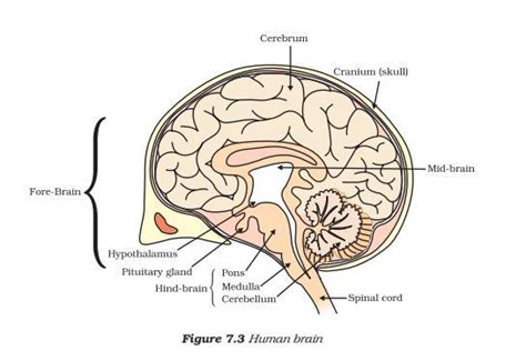 Draw Neat Labelled Diagram Of Lateral View Of Human Brain