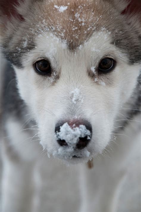 180 mm x 120 mm. Hond en sneeuw | Schattigste dieren, Mooie honden, Dieren mooi