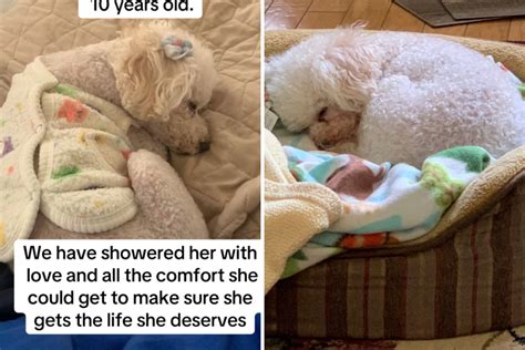 Family Adopt Dog From Sick Owner on Craigslist—Then Learned Her Tragic