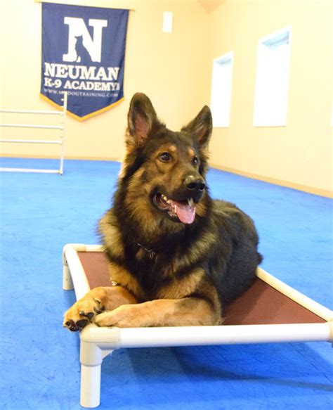 Indoor Dog Training Flooring Neuman K 9 Academy Profile