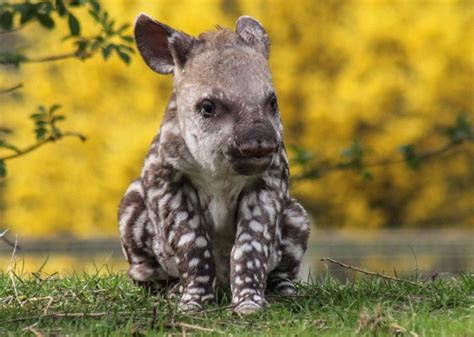Cute Baby Animals The Most Adorable Zoo Babies Of 2015 Vetstreet