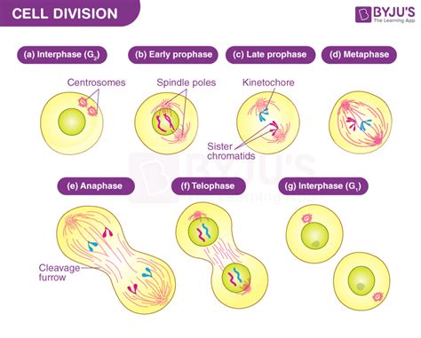 Mitosis And Meiosis Webquest Key Cell Cycle And Mitosis Worksheet Hot
