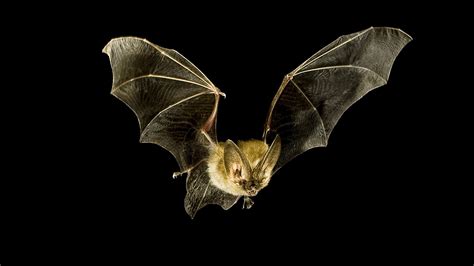 Bat Inspired Tech Could Help Blind People See With Sound Nova Pbs