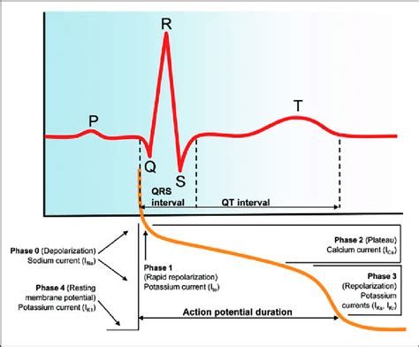 Electrocardiogram And Cardiac Action Potential Trace Corresponding To