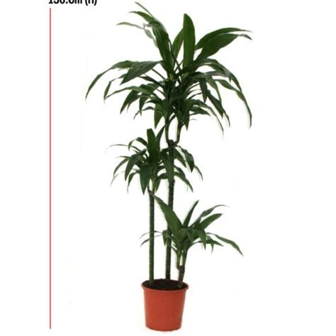 Indoor Plants Aroma Nursery Wll Webstore