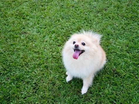 The pomeranian will live between 12 and 16 years, though some will live even longer. Housebreaking Problems with a Pomeranian | ThriftyFun