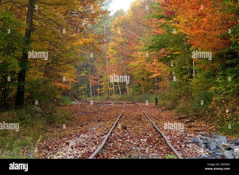 Fall Autumn Trees With Bright Colorful Leaves In Vermont New England