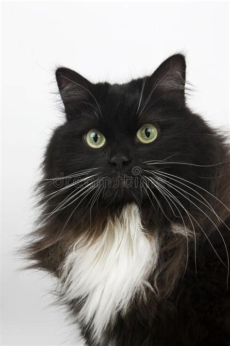 Black And White Siberian Cat Portrait Of Female Against White