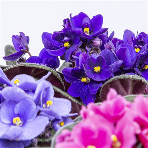 Planta Cu Flori Saintpaulia Violete De Parma H 15 30 Cm Ø Ghiveci 12 Cm Diverse Culori