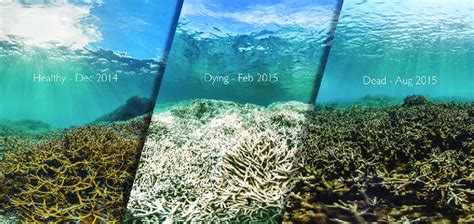 Bleaching Event In The Australian Great Barrier Once Bleached The