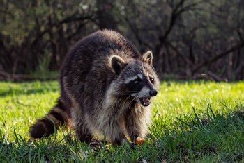 In addition, perhaps you can determine the reason for the visit in the first place. What Plants Do Raccoons Not Like? | Home Guides | SF Gate