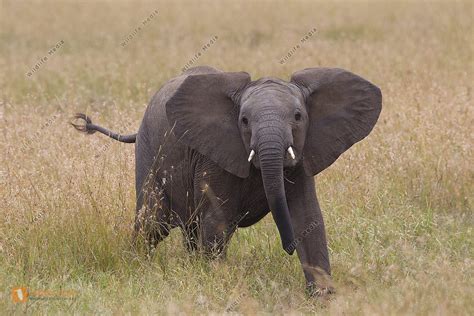 Afrikanischer Elefant Jungtier Bild Bestellen Naturbilder Bei