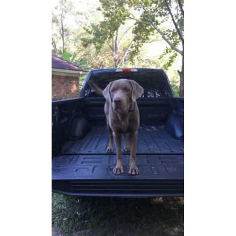 While some think the unusual color comes from outside the breed, these dogs are verified by the akc as 100 percent. 2 litters of silver lab puppies for sale in Mobile, Alabama - Puppies for Sale Near Me
