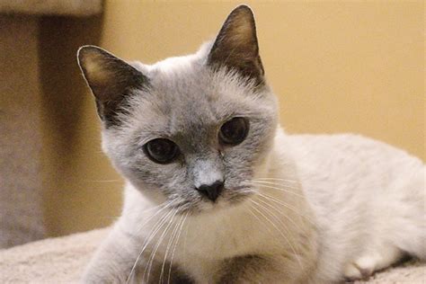 Find siamese ads in our cats & kittens category. Silver Belle, a Senior Siamese Cat, Gets a Second Chance ...
