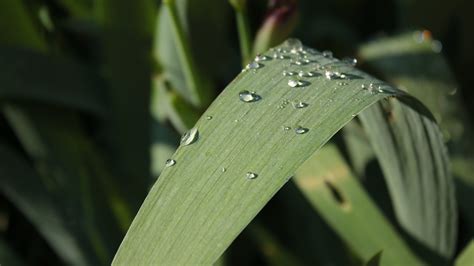 Dewdrop Grass Wet Free Photo On Pixabay Pixabay