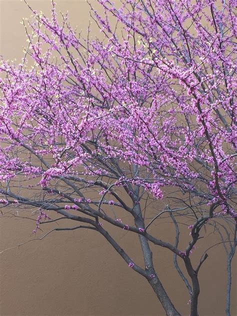 My Favorite State Tree Of Illinois Beautiful Redbud With Its Tiny