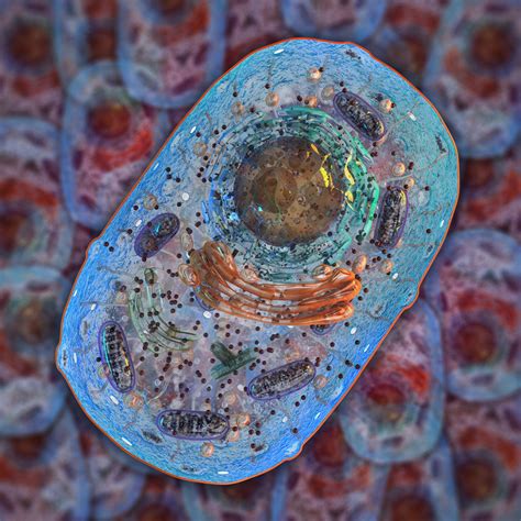 Let us have a detailed look at the plant cell, its structure and functions of different plant cell organelles. A Quick Guide to the Structure and Functions of the Animal ...