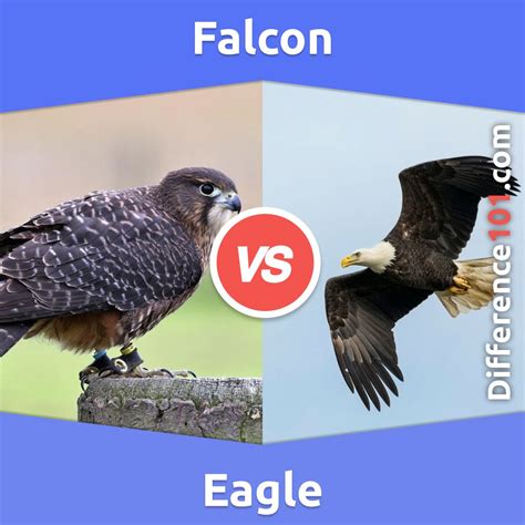 Falcon Vs Eagle Vs Hawk What Is The Difference Between Falcon And
