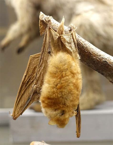 Vespertilionidae Evening Bats Vesper Bats Wildlife