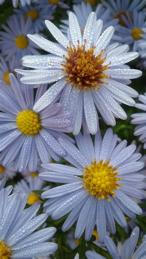 Cool Phone Wallpapers With White Daisy Flower And Water