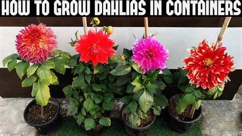 How To Grow Dahlias At Home Full Information Organic Gardening