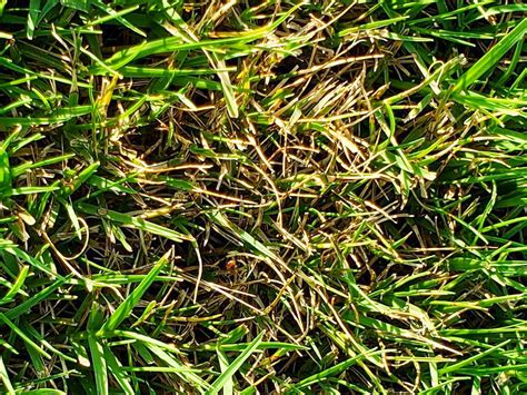 This year it was w. Identify & Treat Dollar Spot | Waynes