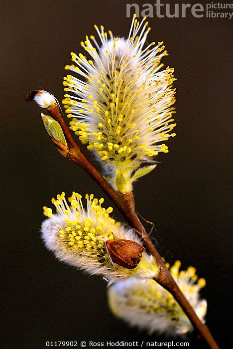 Stock Photo Of Sallow Salix Caprea Catkins Cornwall UK Available