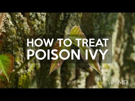 How to Treat Poison Ivy | WebMD 