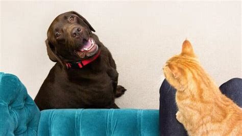 Cat Sitting On Owners Lap While Dog Looks Up At Them