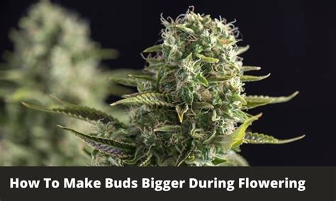 Spider mites start off on the undersides of the leaves, so you want to spray up from underneath to coat the plants that are susceptible to spider mites outdoors are sitting ducks inside. How To Make Buds Bigger During Flowering - GreenBudGuru